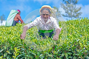 Tamil woman who works at Dambetenna estate breaks tea leaves